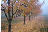 Herbststimmung